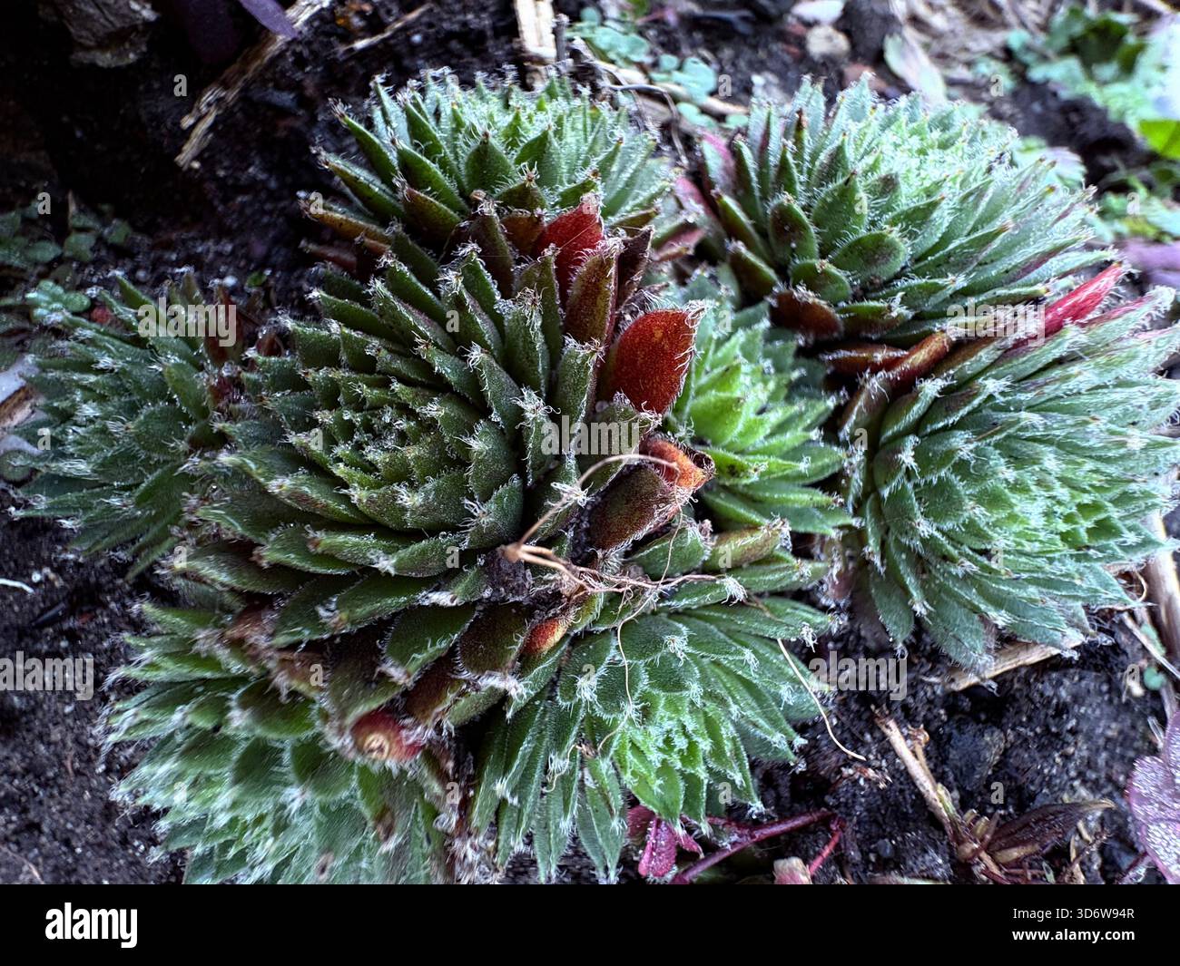 Succulent with green fleshy leaves and reddish tips, growing in moist soil, close-up view. - Smartphone Captured Stock Image