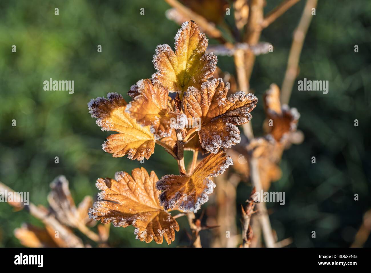 Intricate stem structures hi-res stock photography and images - Alamy