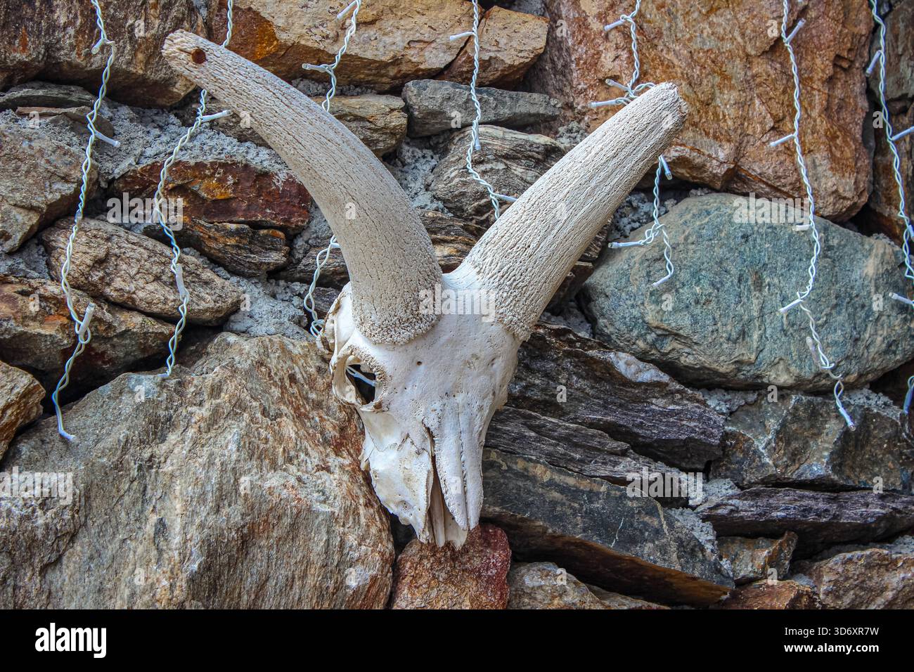 Long curved horns hi-res stock photography and images - Alamy
