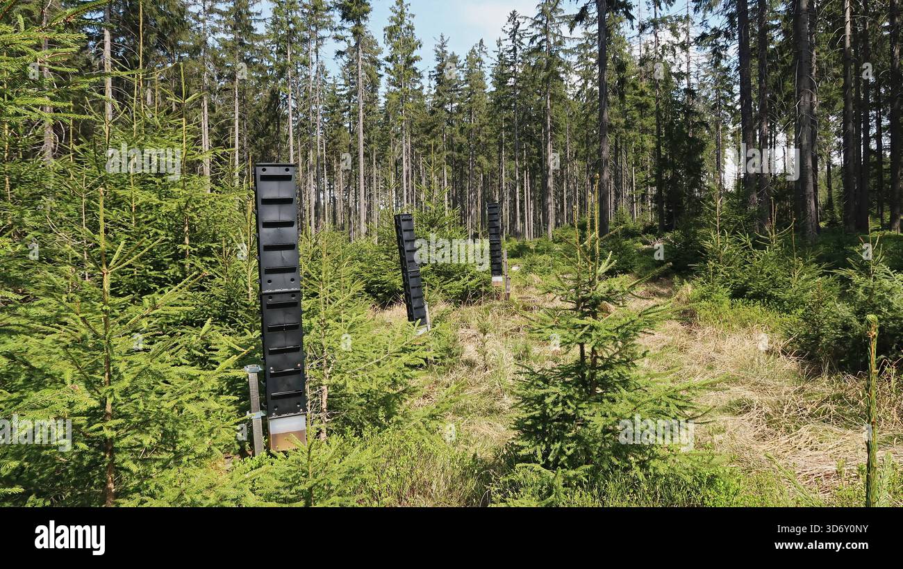 Pheromonal trap, bark beetle protection in the forest Stock Photo