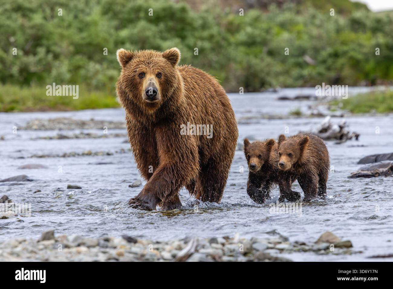 Alaska brown bear mother and cubs in Moraine Creek at Katmai National Park and Preserve, Alaska Stock Photo