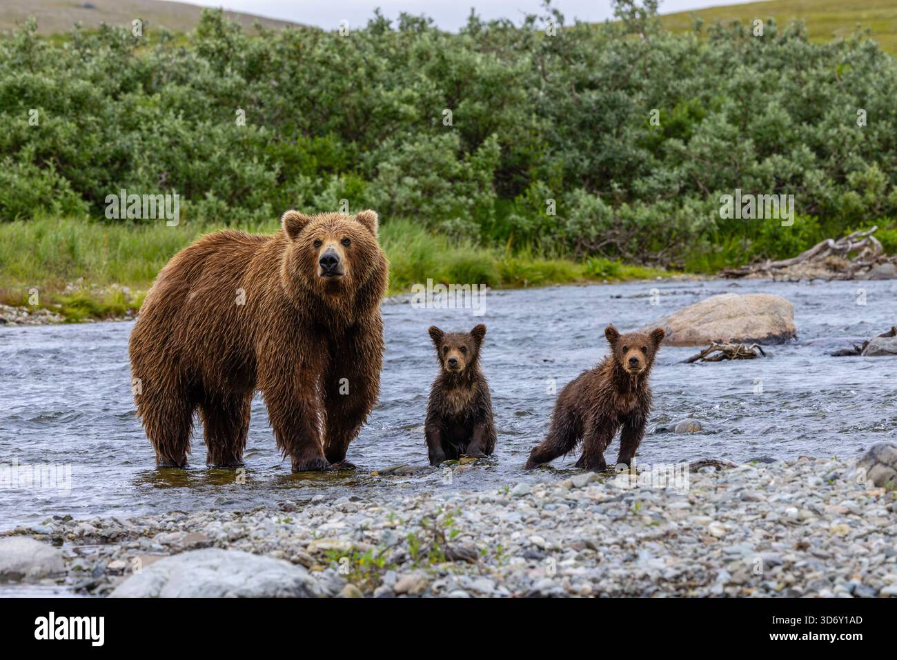 Alaska brown bear mother and cubs in Moraine Creek at Katmai National Park and Preserve, Alaska Stock Photo