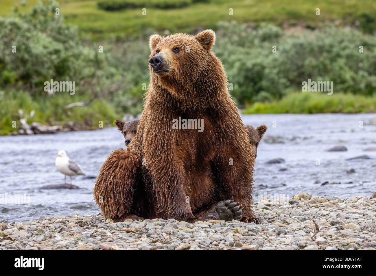 Alaska brown bear mother and cubs in Moraine Creek at Katmai National Park and Preserve, Alaska Stock Photo