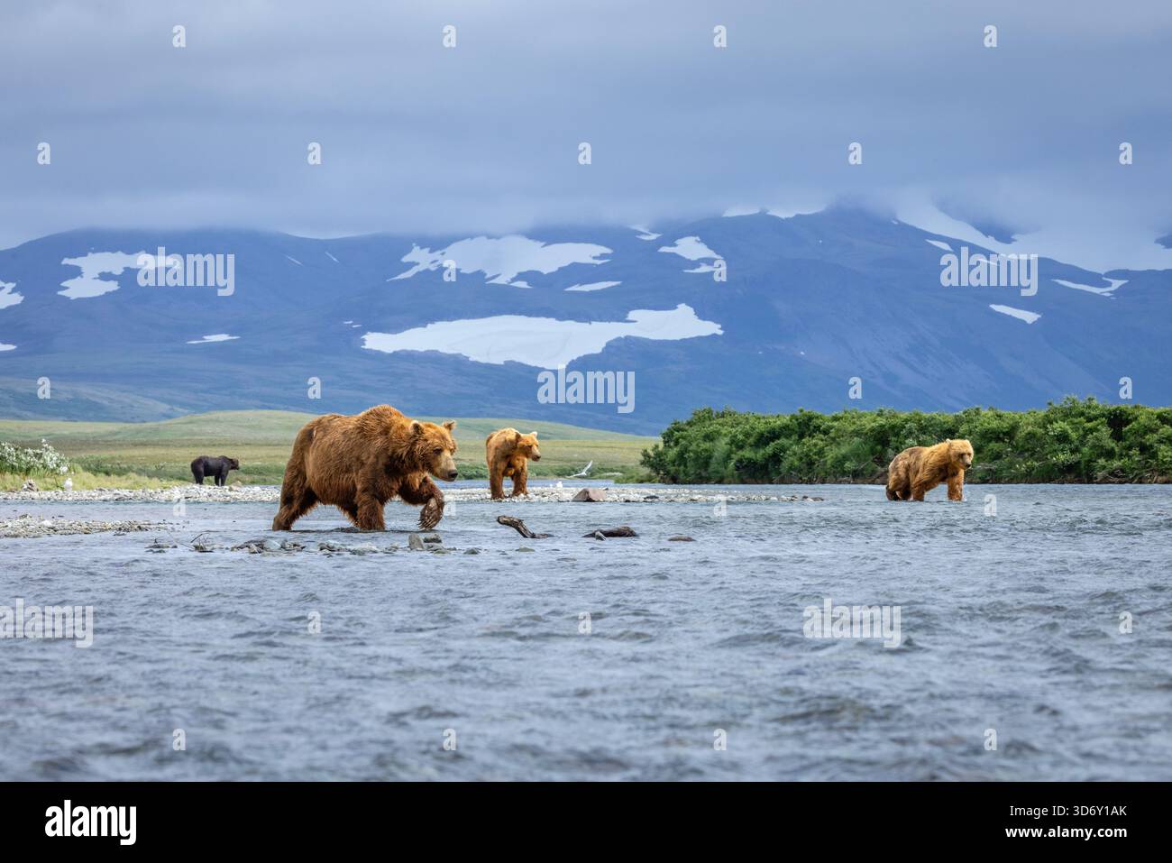 Alaska brown bears in Moraine Creek at Katmai National Park and Preserve, Alaska, USA Stock Photo