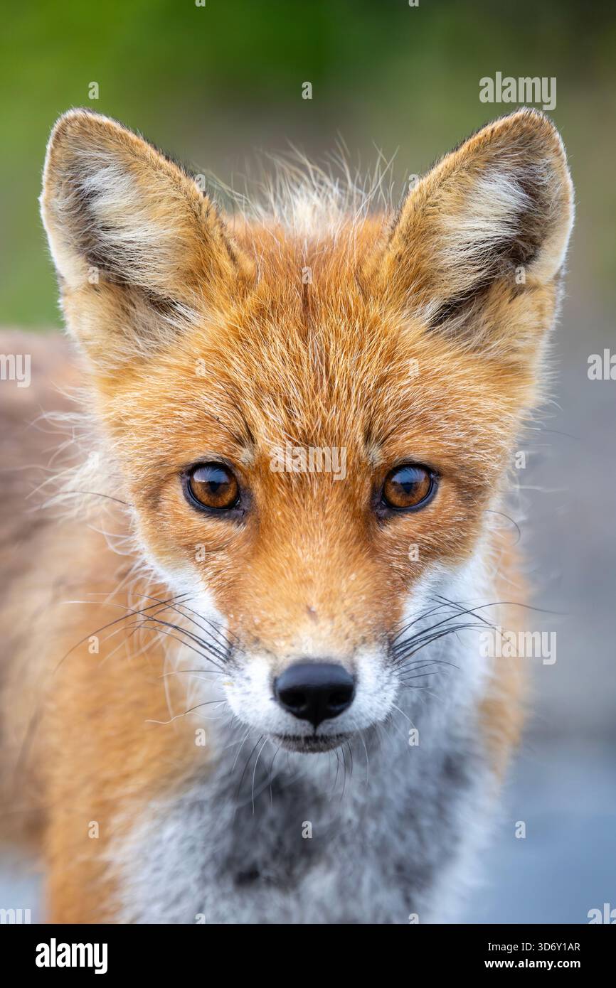 Alaskan red fox at Katmai National Park and Preserve, Alaska, USA Stock Photo