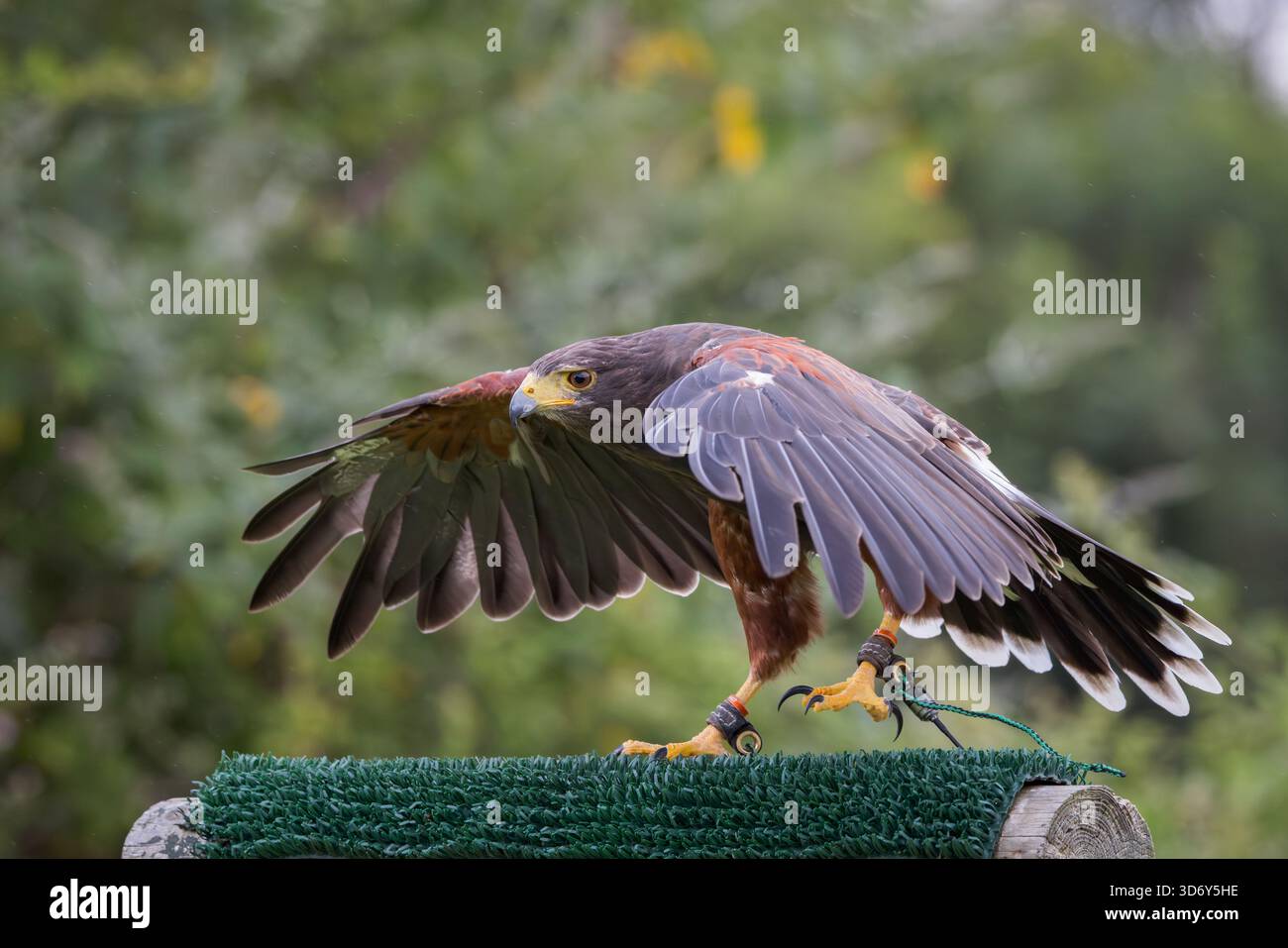 Harris Hawk [ Parabuteo unicinctus ] at the Devon Bird of Prey Centre ...