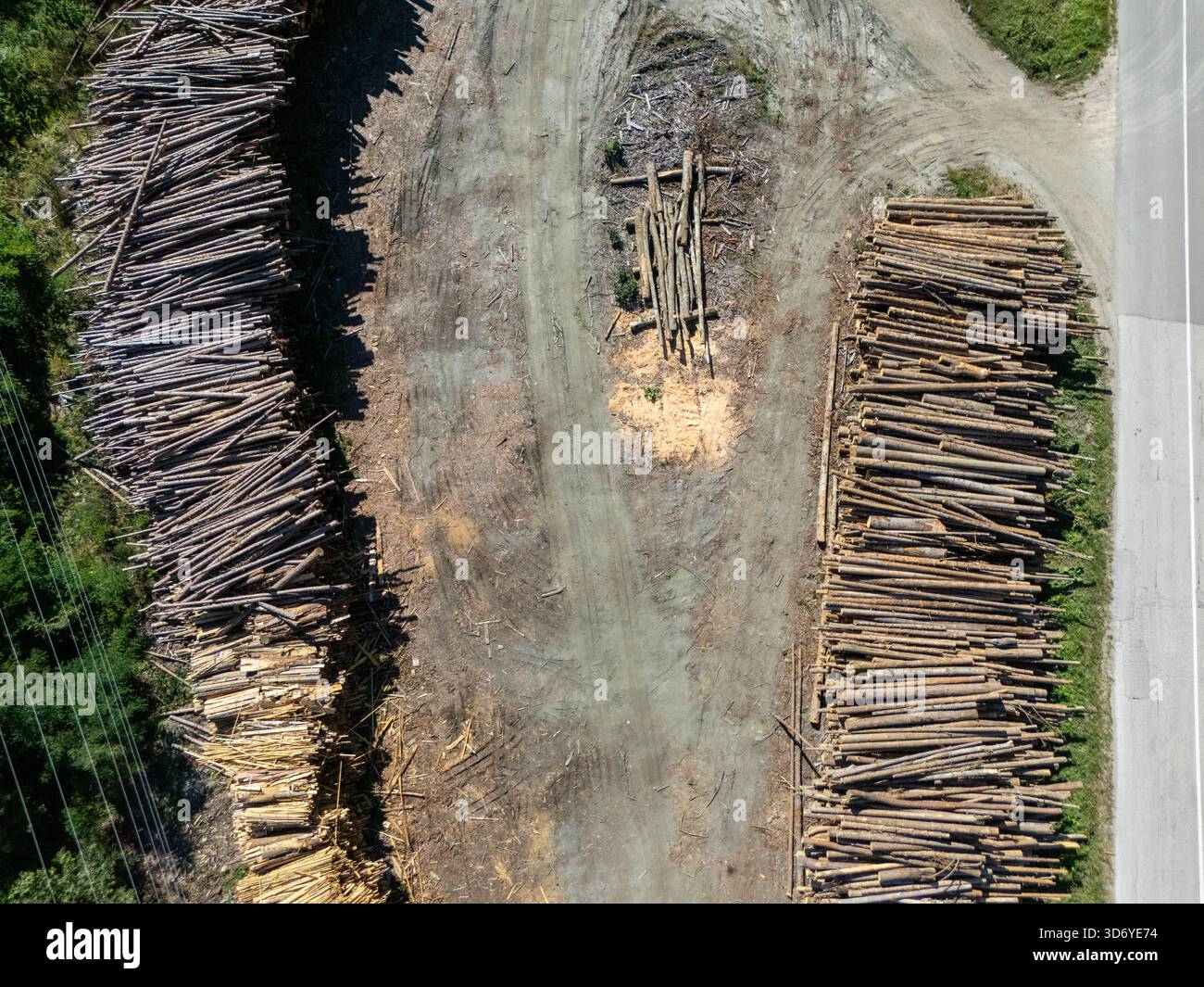 Stacked raw logs prepared for lumber production. Forestry, timber industry, and raw material processing for construction. Stock Photo