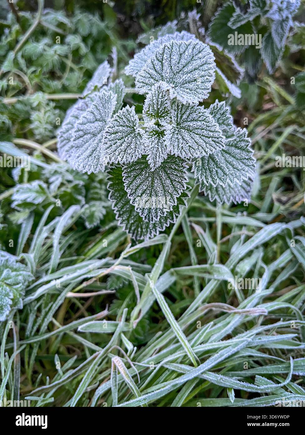Late November Countryside in England – Frosty Autumn Landscape - Smartphone Captured Stock Image