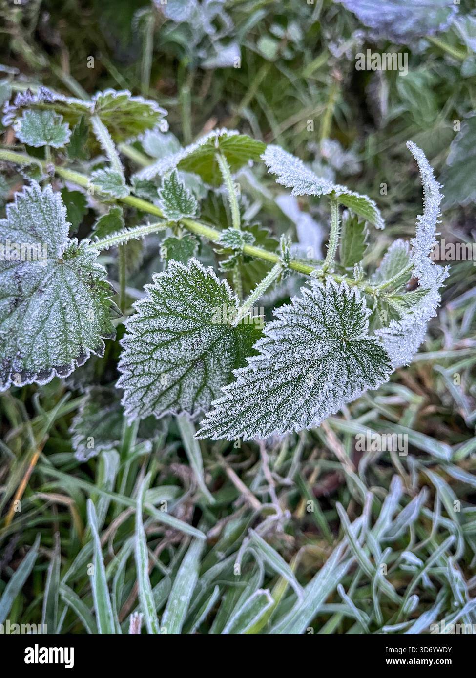 Late November Countryside in England – Frosty Autumn Landscape - Smartphone Captured Stock Image