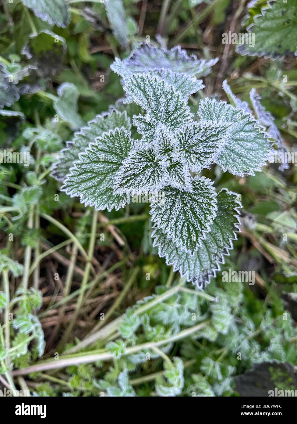 Late November Countryside in England – Frosty Autumn Landscape - Smartphone Captured Stock Image