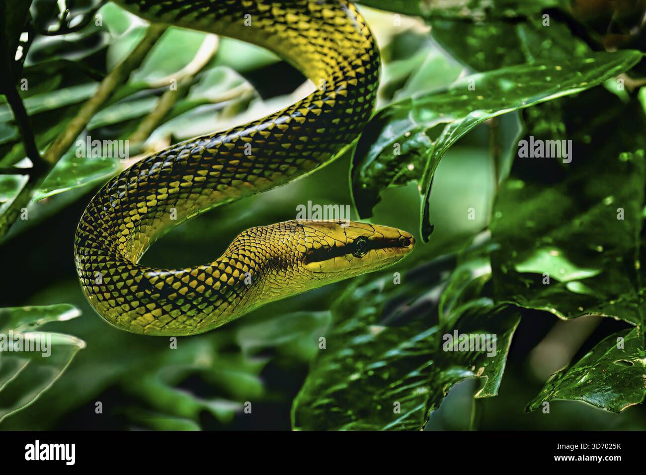 Gray tailed racer snake (Gonyosoma oxycephalum) between leaves, Borneo ...
