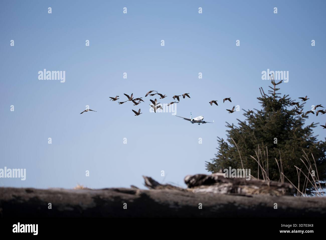 Birds close to flight path in Juneau Stock Photo - Alamy