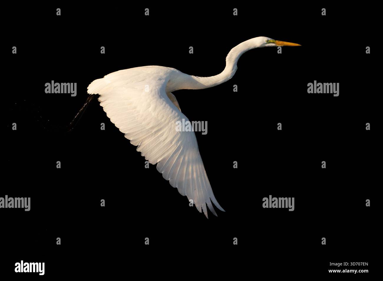 An egret taking flight along the James River in Virginia, USA Stock Photo