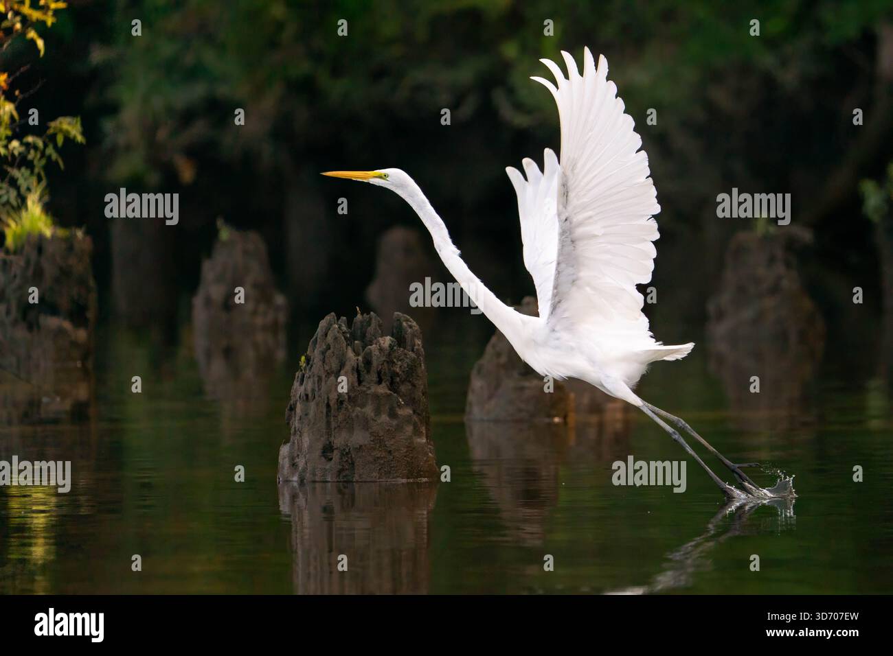 A great egret takes flight out of the James River in Virginia, USA Stock Photo