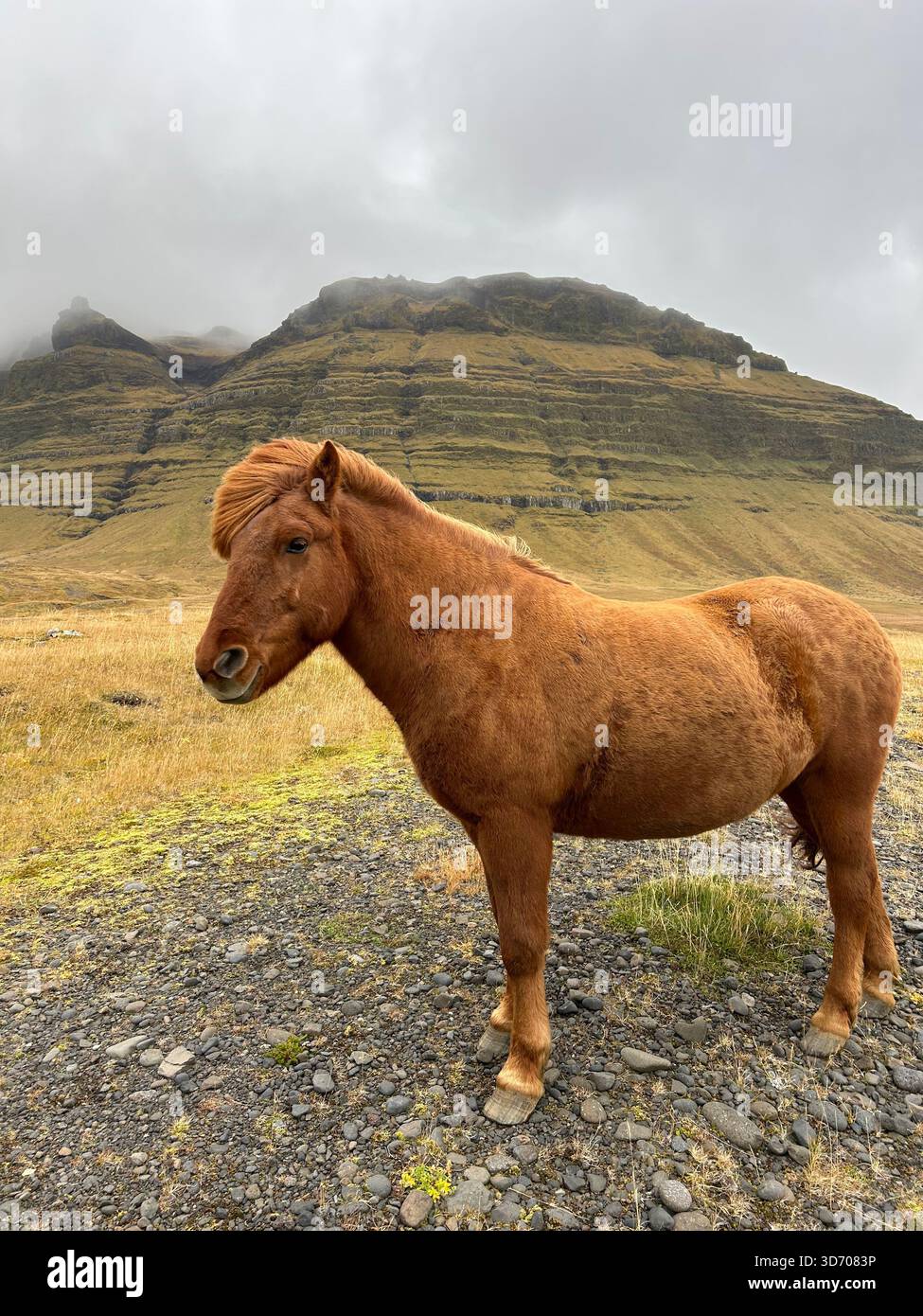 Icelandic horse standing on rocky terrain in front of a misty mountain landscape, Iceland. - Smartphone Captured Stock Image