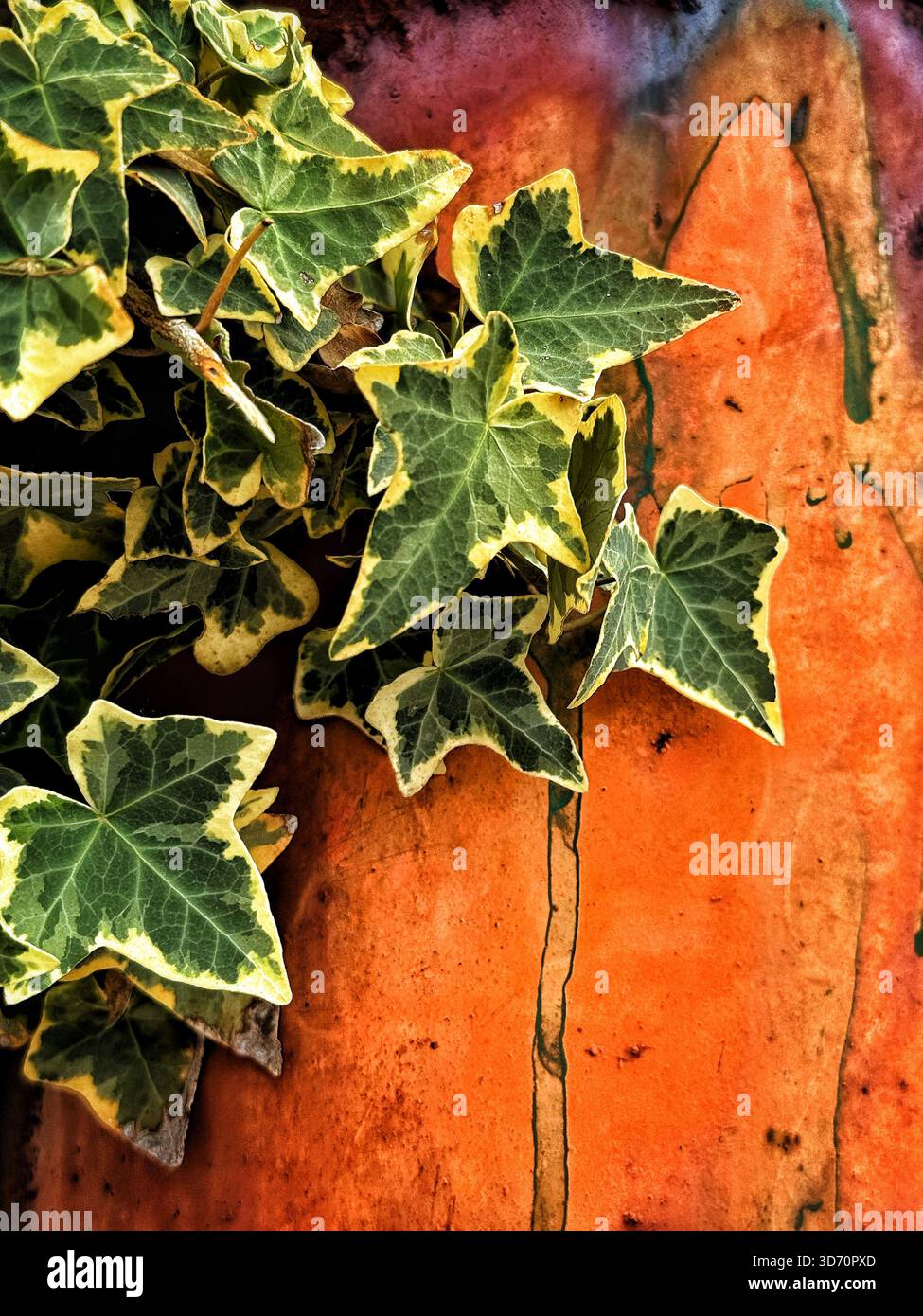 Variegated ivy leaves growing against a textured and weathered orange-red painted wall with artistic natural patterns - Smartphone Captured Stock Image