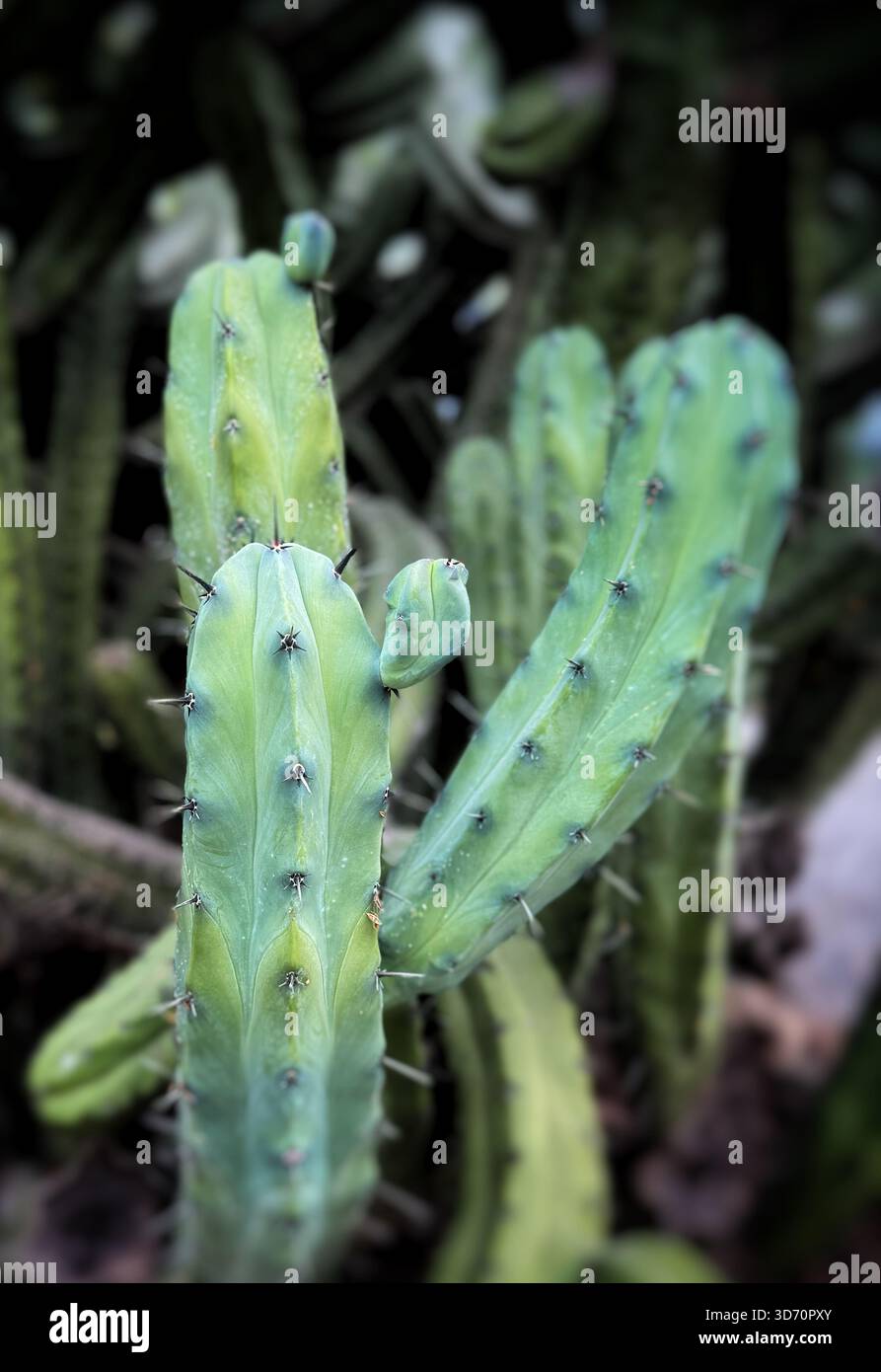 Close-up of green columnar cacti with visible spines and ridges in a natural outdoor setting - Smartphone Captured Stock Image