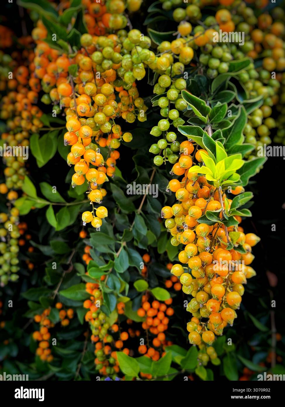 Clusters of vibrant orange and green berries growing on a dense leafy shrub in a natural outdoor setting - Smartphone Captured Stock Image