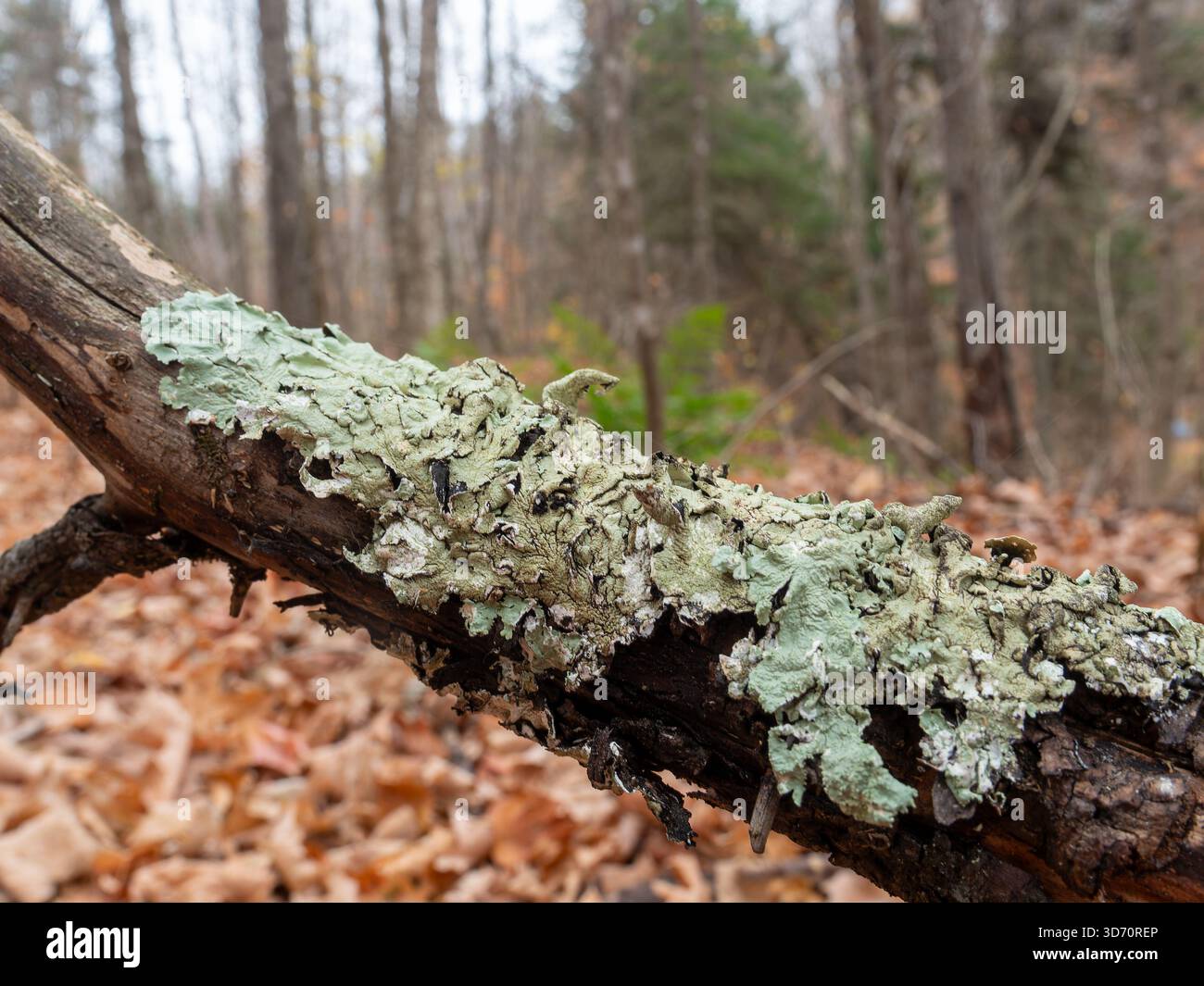 Lichen on a tree branch Stock Photo