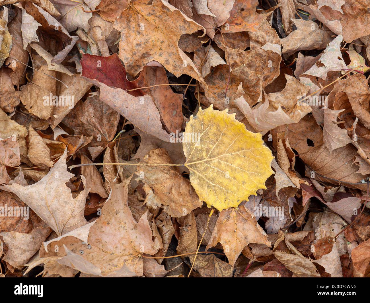 Leaf litter on the forest floor Stock Photo
