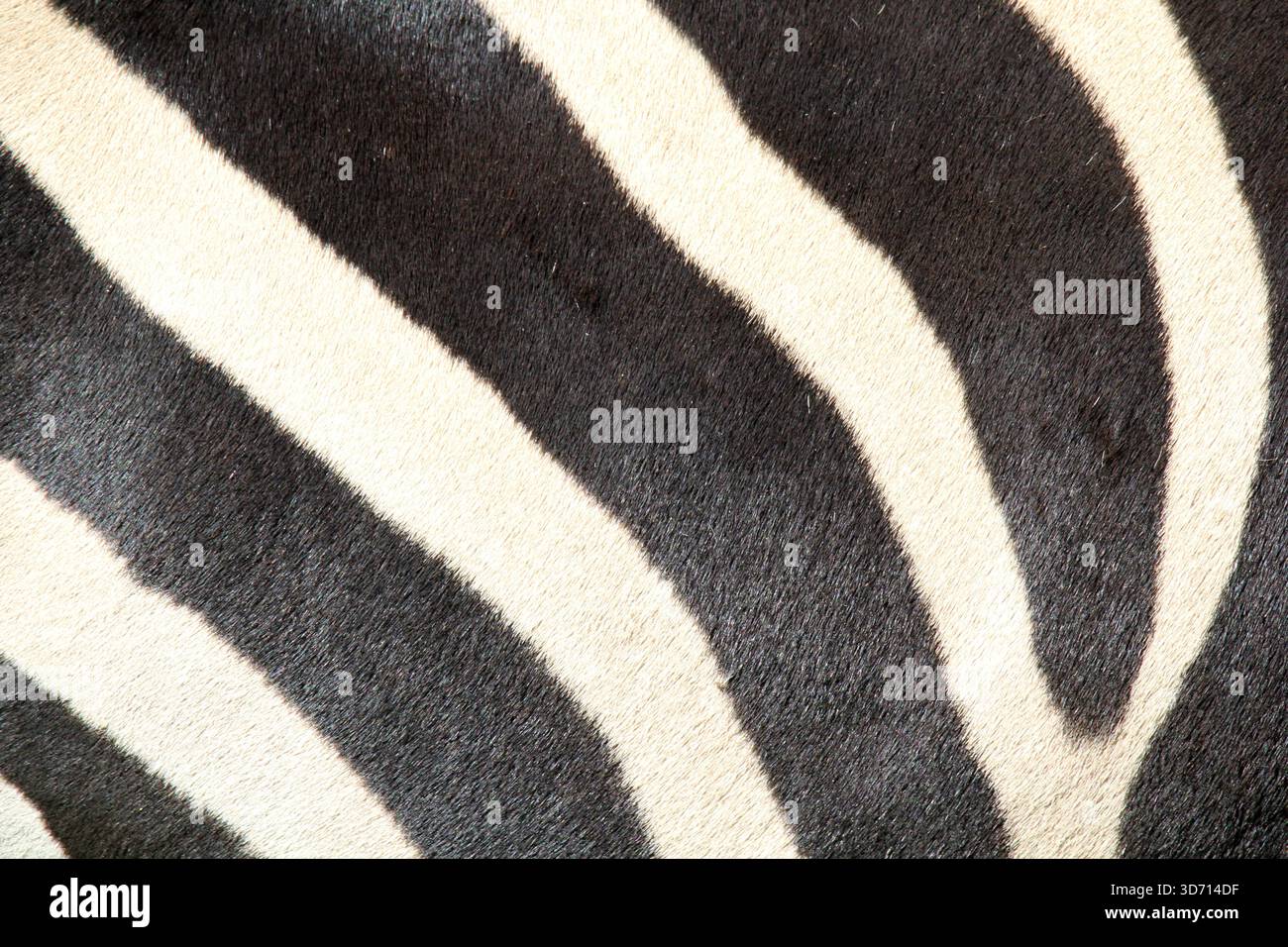 Zebra black and white stripe pattern abstract textured background Stock Photo