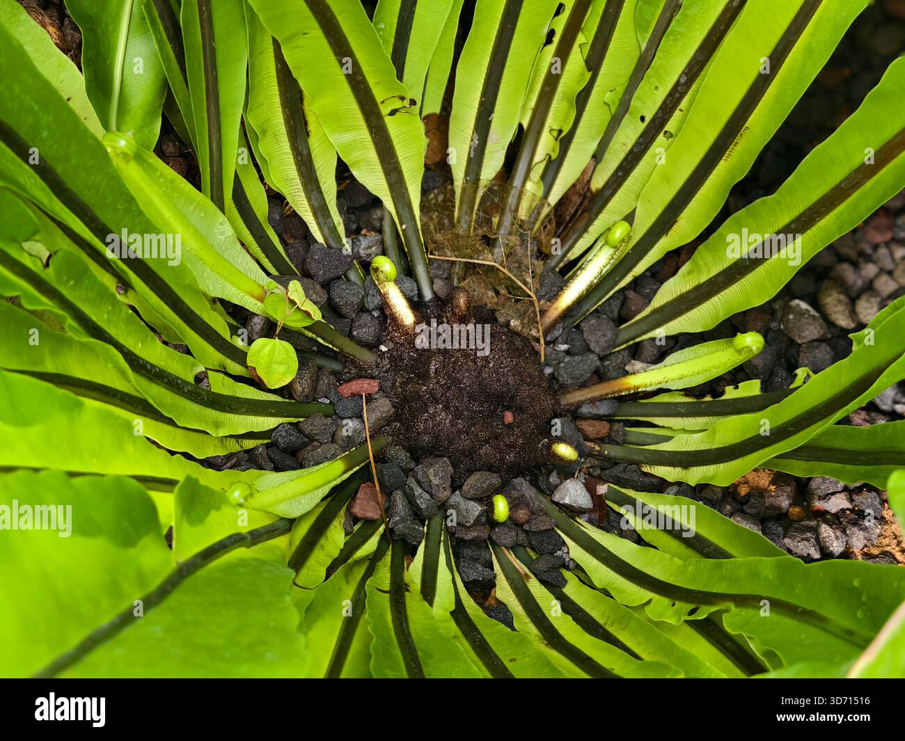 Birds nest fern asplenium nidus hi-res stock photography and images - Alamy
