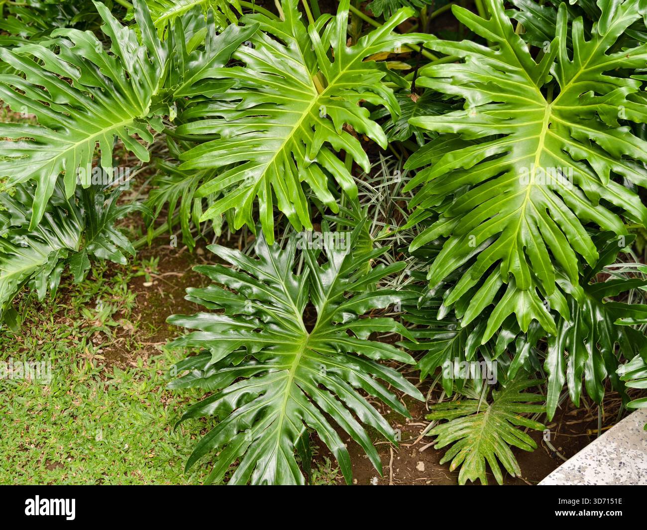 young monstera plant Monstera Deliciosa