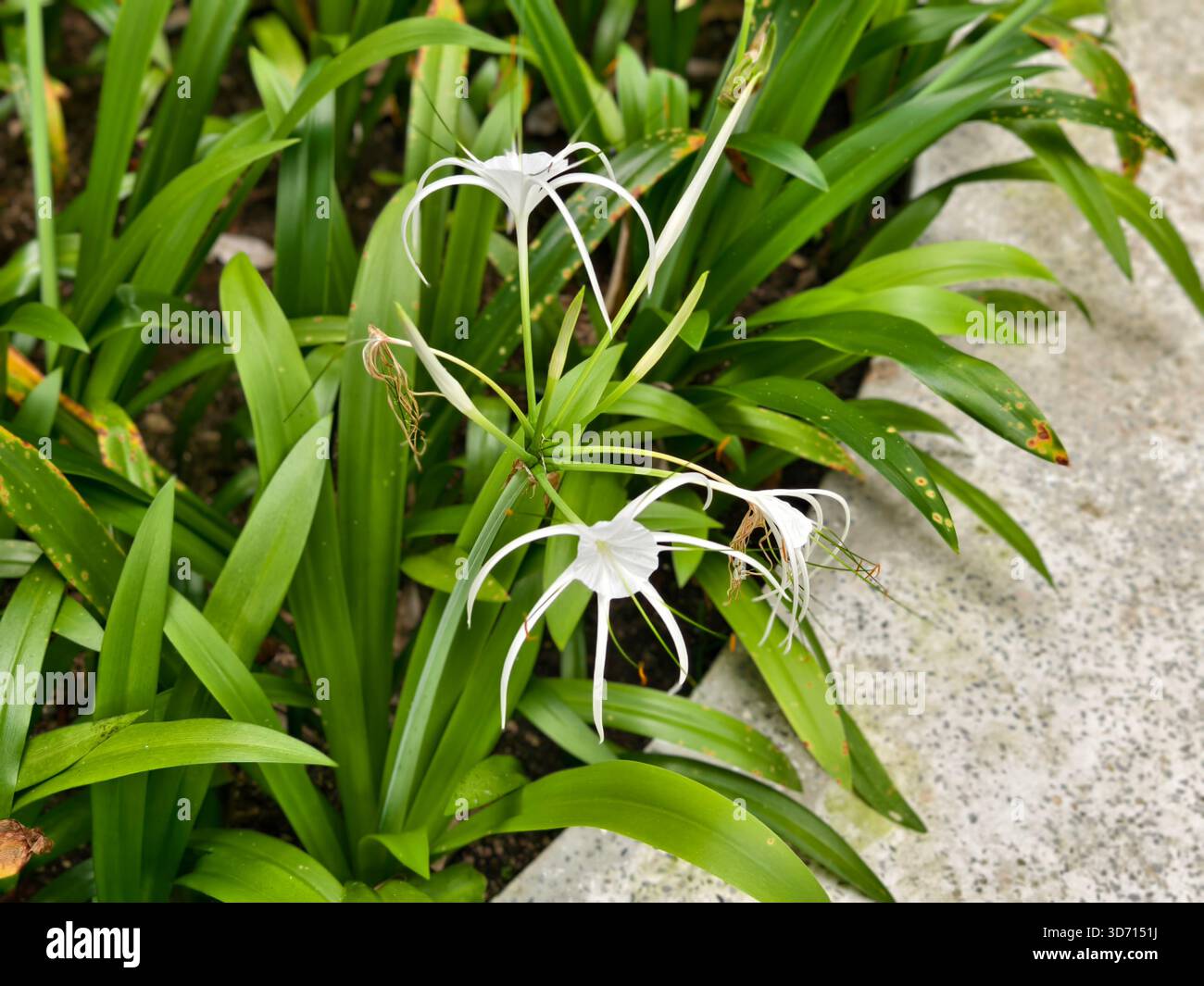 sansevieria coral black Black Coral Snake Plant