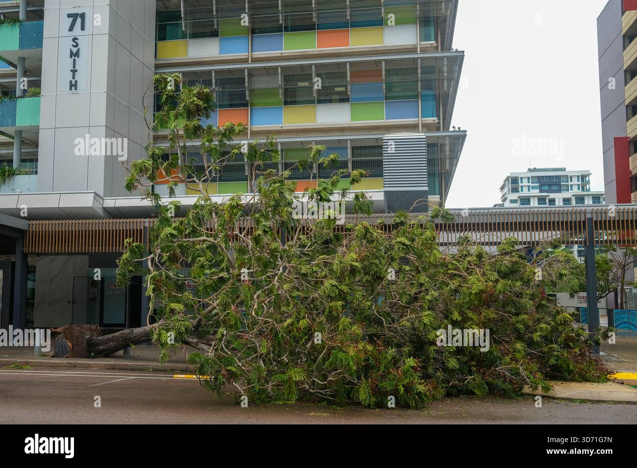 Fallen tree in a Darwin street, after tropical cyclone Fina, Darwin ...