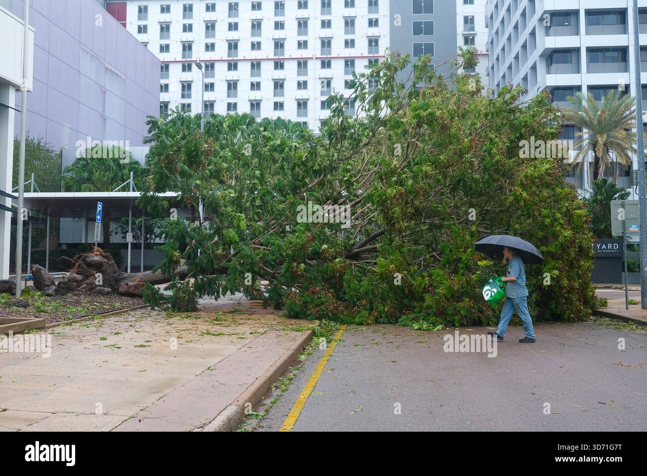 Fallen tree in a Darwin street, after tropical cyclone Fina, Darwin, Northern Territory, Australia. Stock Photo