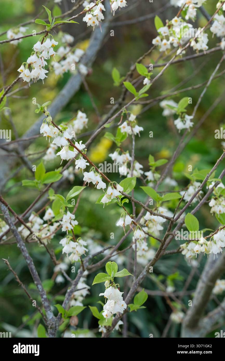 Halesia carolina, Carolina silverbell, Pendent clusters of white, bell-shaped flowers in spring, Stock Photo
