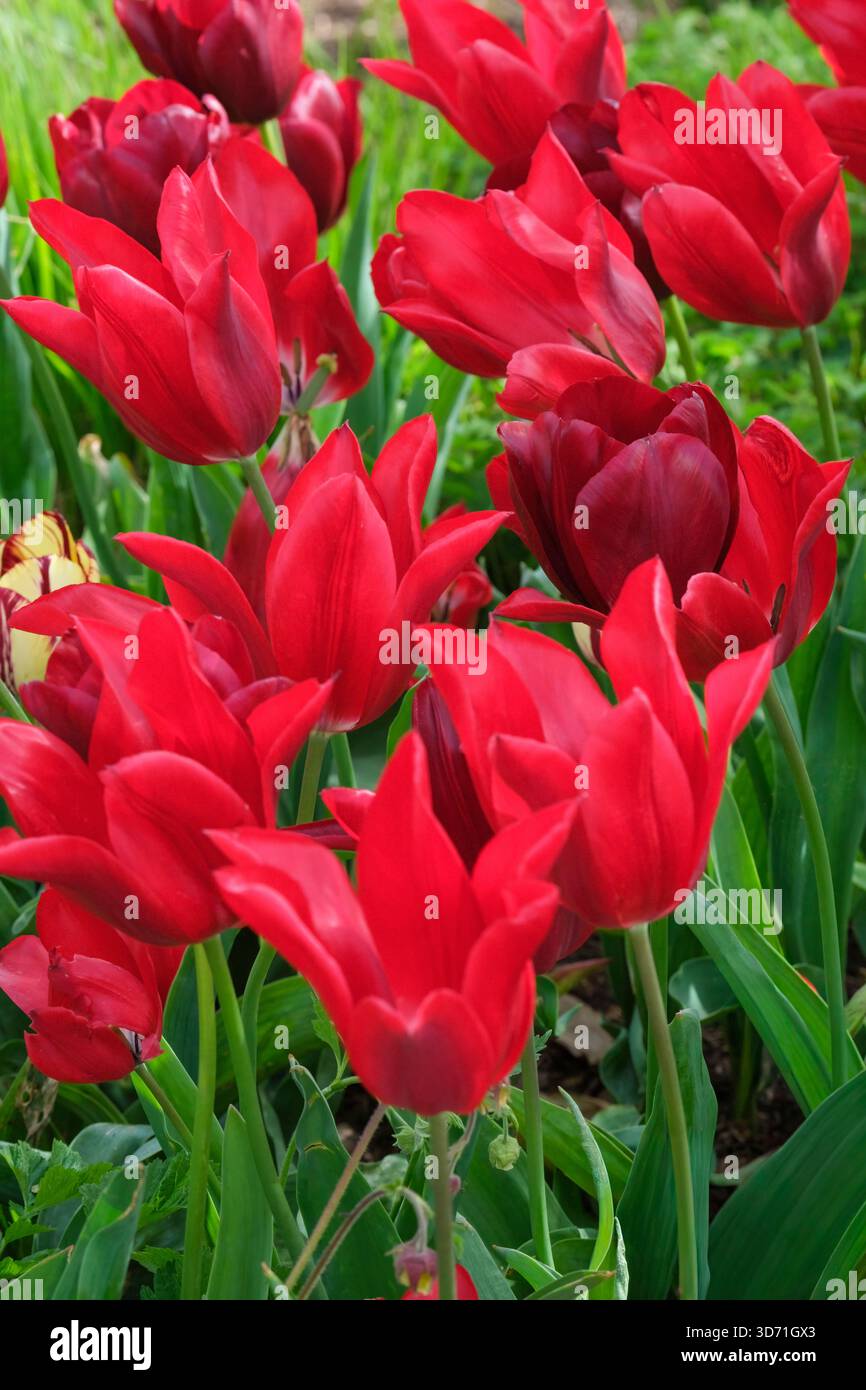 Tulip National Velvet, Tulipa National Velvet, mid-size tulip, deep maroon-red outer tepals, dark midribs Stock Photo