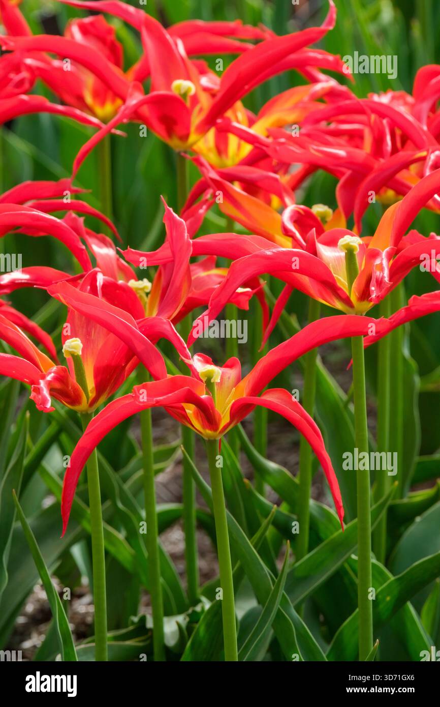 Tulipa Go Go Red, Tulip Go Go Red, lily-flowered tulip, spidery appearance, red petals arching back, golden yellow centre Stock Photo