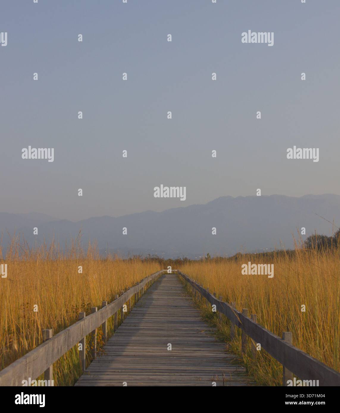 Distant Reeds Empty wooden boardwalk leading towards hi-res stock photography and ...
