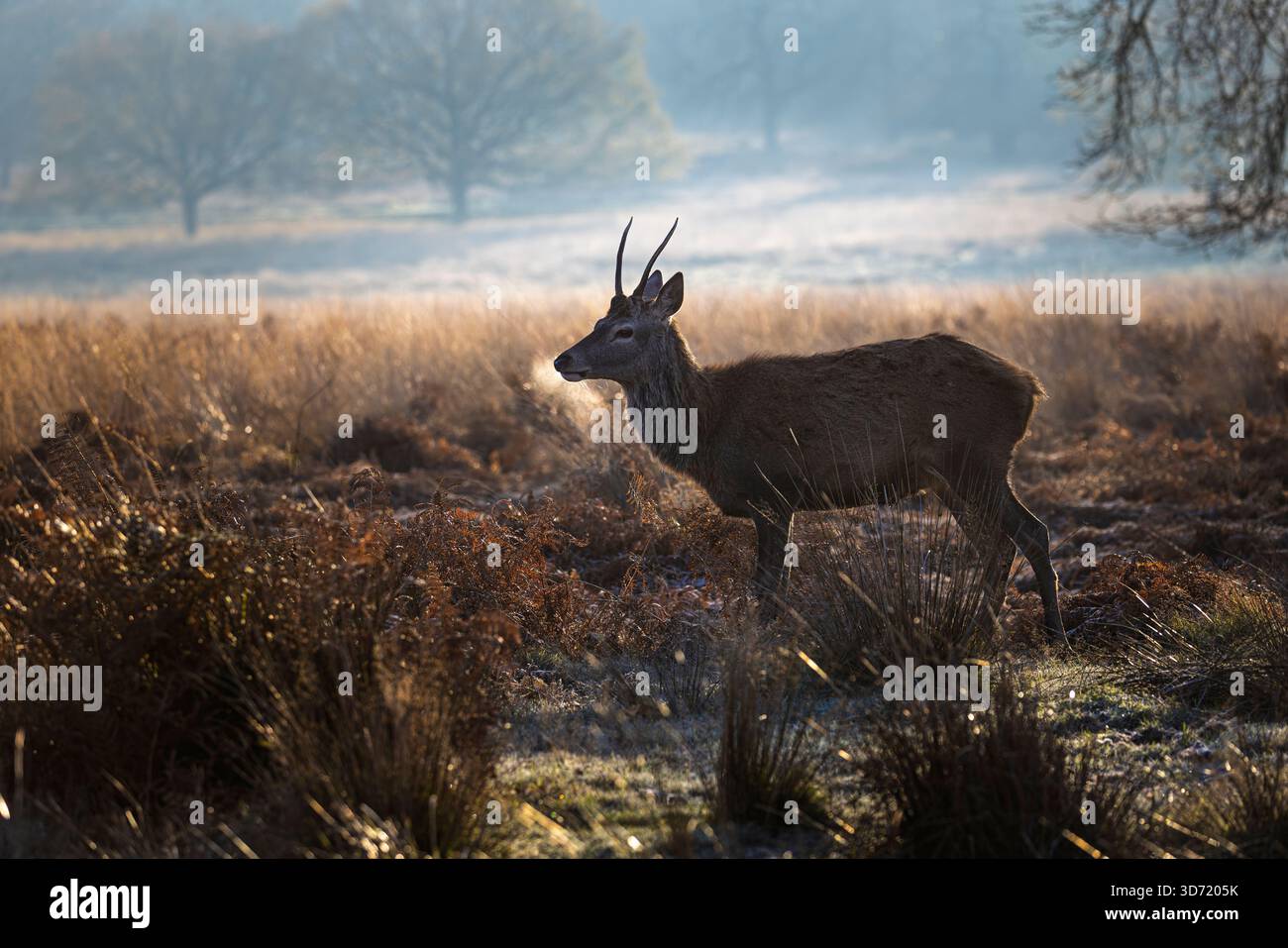 A young red deer (Cervus elaphus) stag stands with breath showing in cold weather in Richmond Park in the London Borough of Richmond upon Thames Stock Photo
