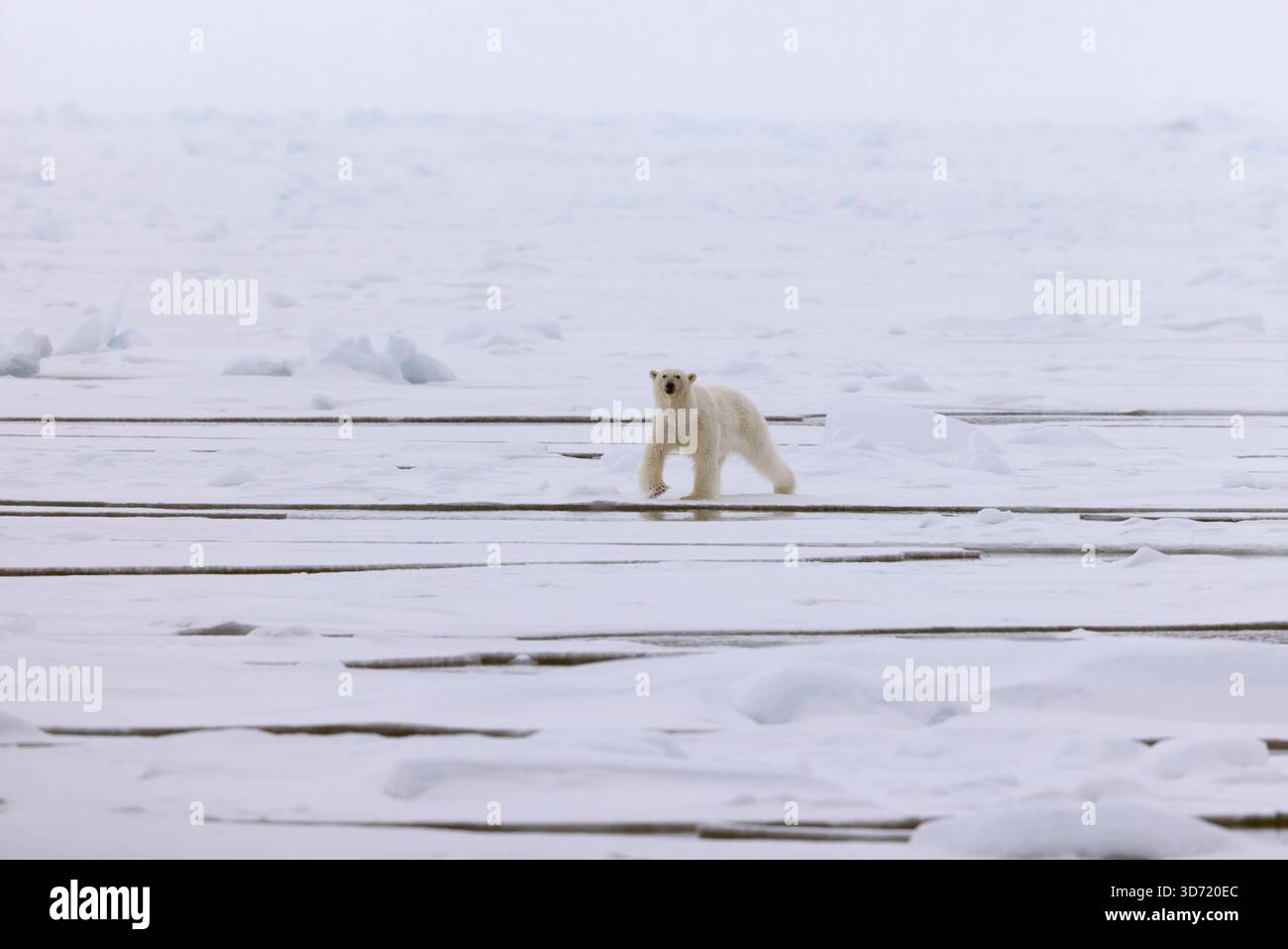 An adult polar bear (Ursus maritimus) walks on pack ice in Svalbard, Svalbard and Jan Mayen, looking towards the viewer Stock Photo