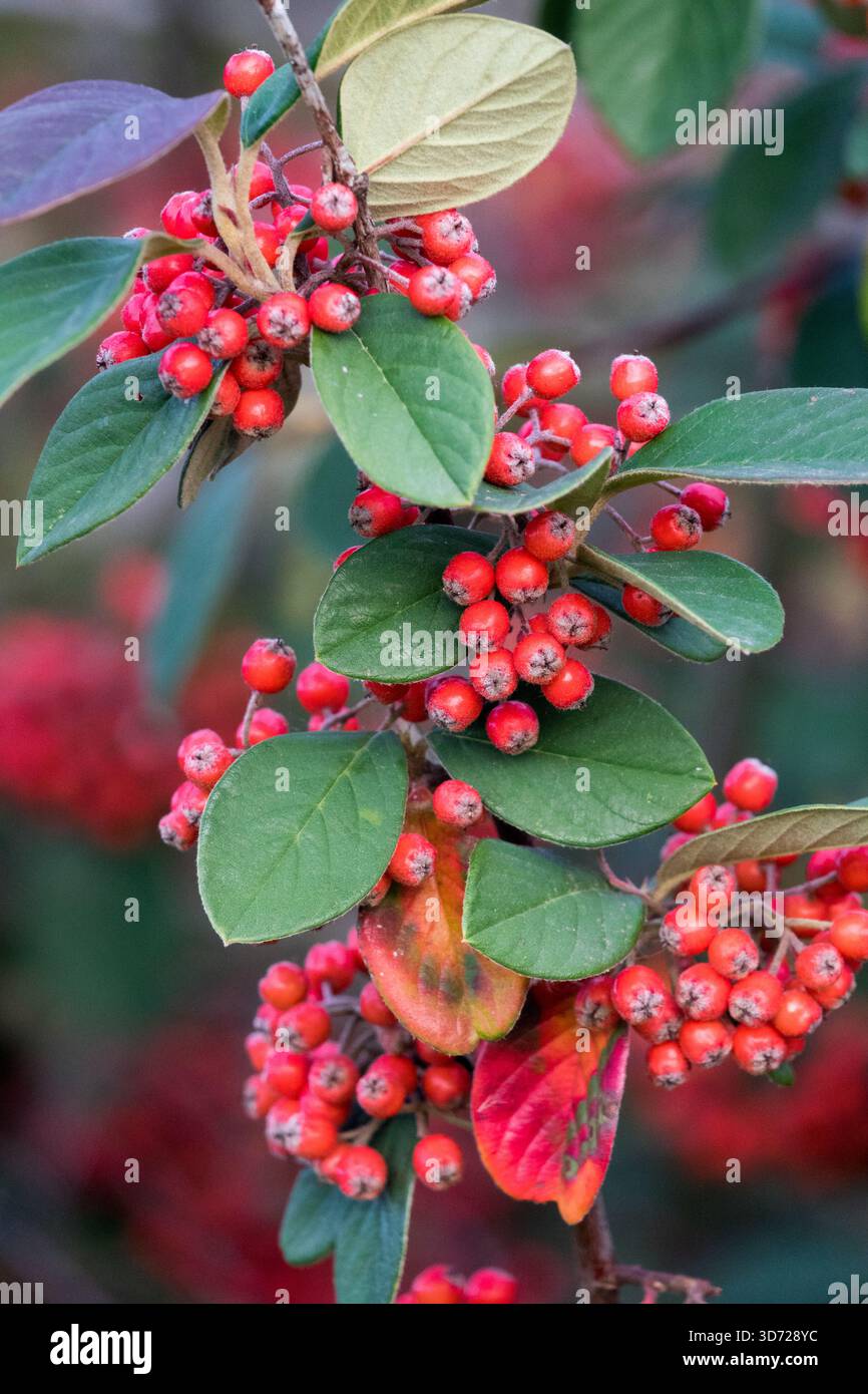 Milkflower Cotoneaster,fruits Cotoneaster lacteus Stock Photo