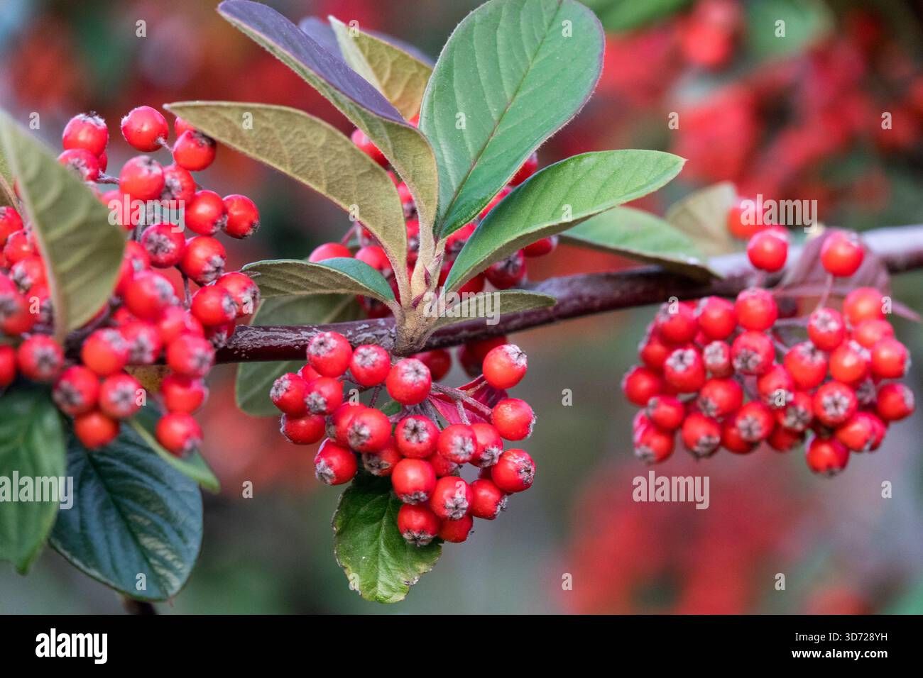 Parney Cotoneaster beariies Cotoneaster coriaceus Stock Photo