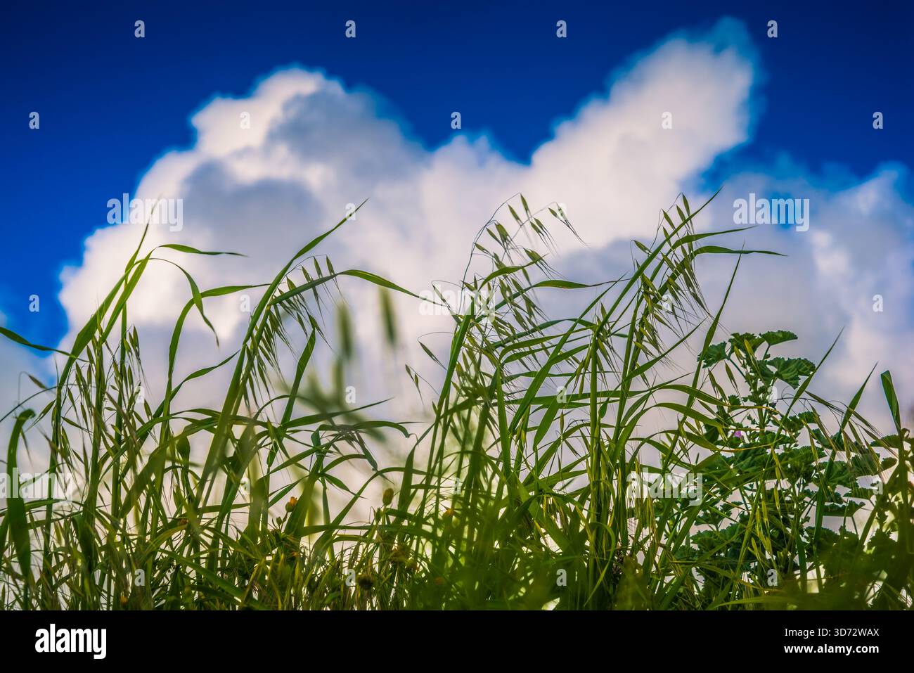 Wild grass and wild oats sway against blue sky and cumulus clouds, summer meadow mood Stock Photo