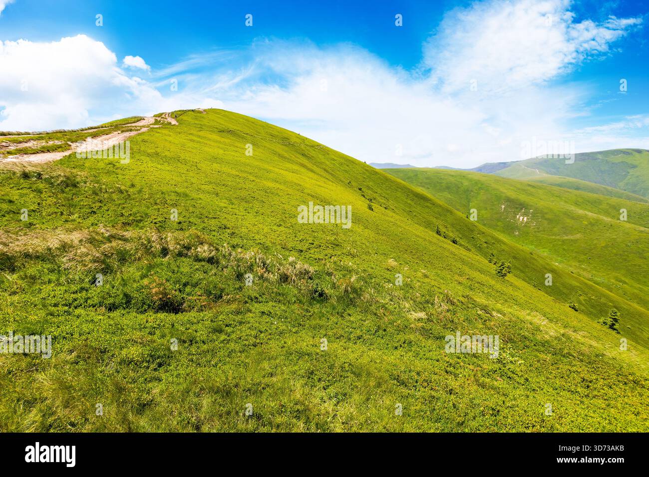 alpine meadows in carpathian mountains of ukraine in summer. beautiful view of rolling hills with lush green grass under blue sky on a sunny day. trav Stock Photo