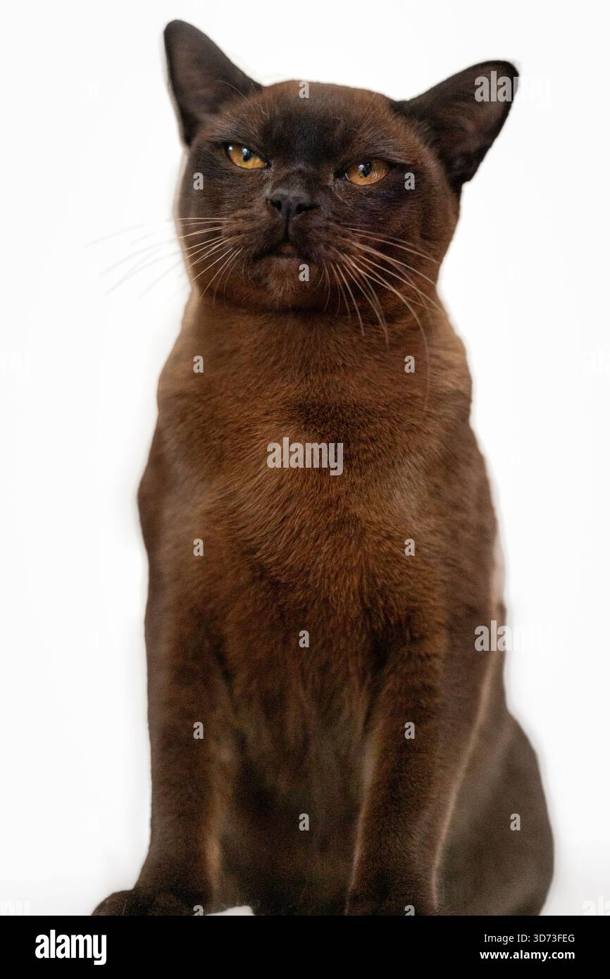 studio portrait of chocolate brown Burmese cat sitting upright against white background, looking up Stock Photo