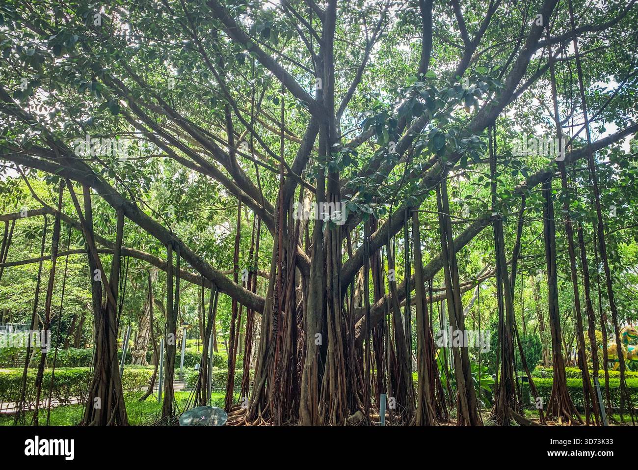 Majestic banyan tree with aerial roots in a lush green park setting ...
