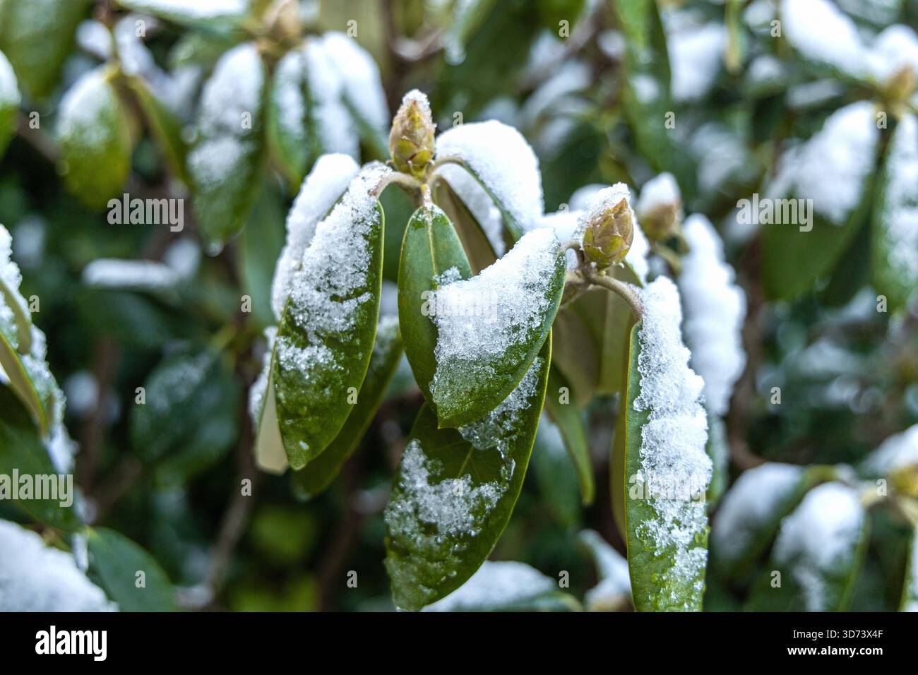 Winter frost on rhododendron plant leaves Stock Photo - Alamy