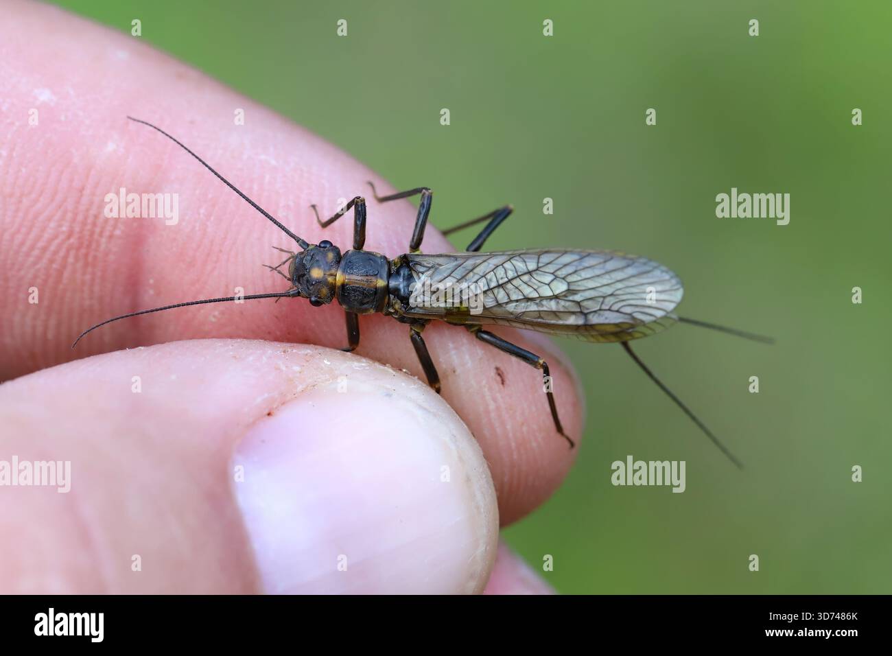 Spring Stonefly The Perlodidae, also known as the perlodid stoneflies, stripetails, or ...