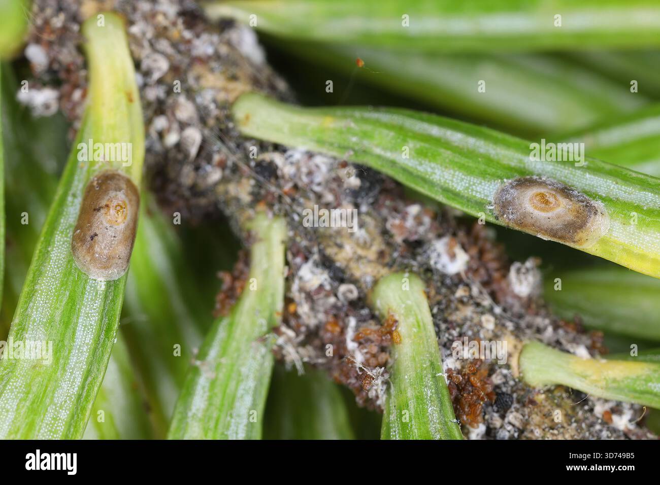 Pests of coniferous trees, fir trees. Aphids and other insects living ...