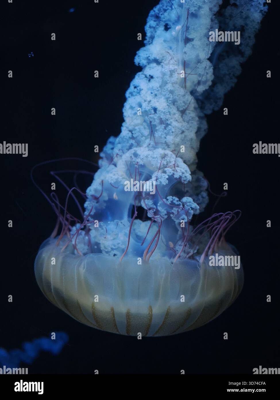 Exhibit radial symmetry hi-res stock photography and images - Alamy