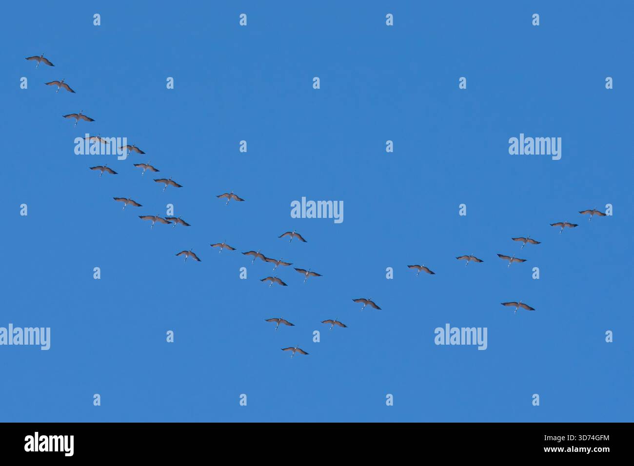 Bandada de grullas migrando Stock Photo