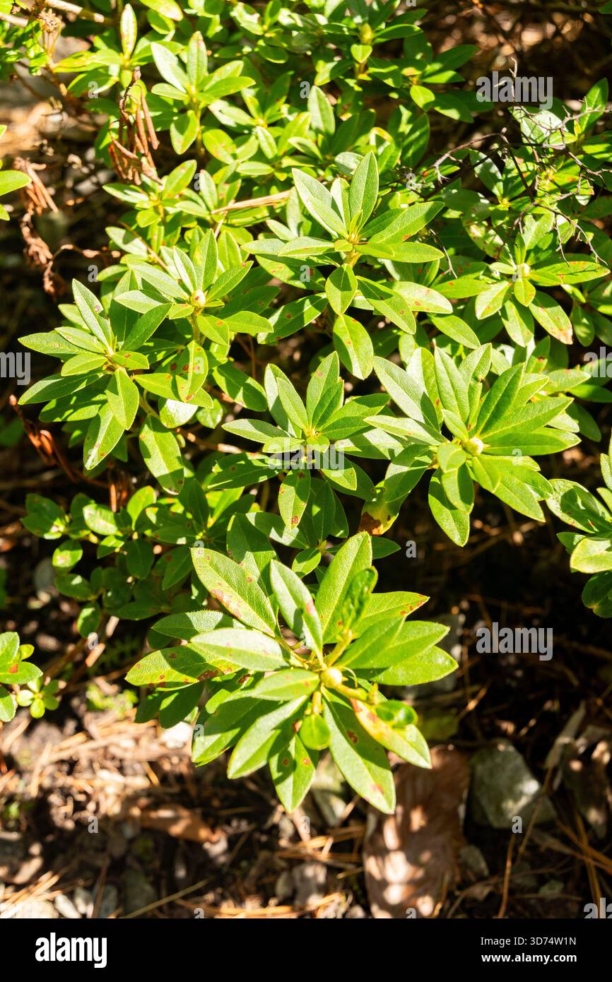 akazie topfpflanze Silber-Akazie - Acacia dealbata