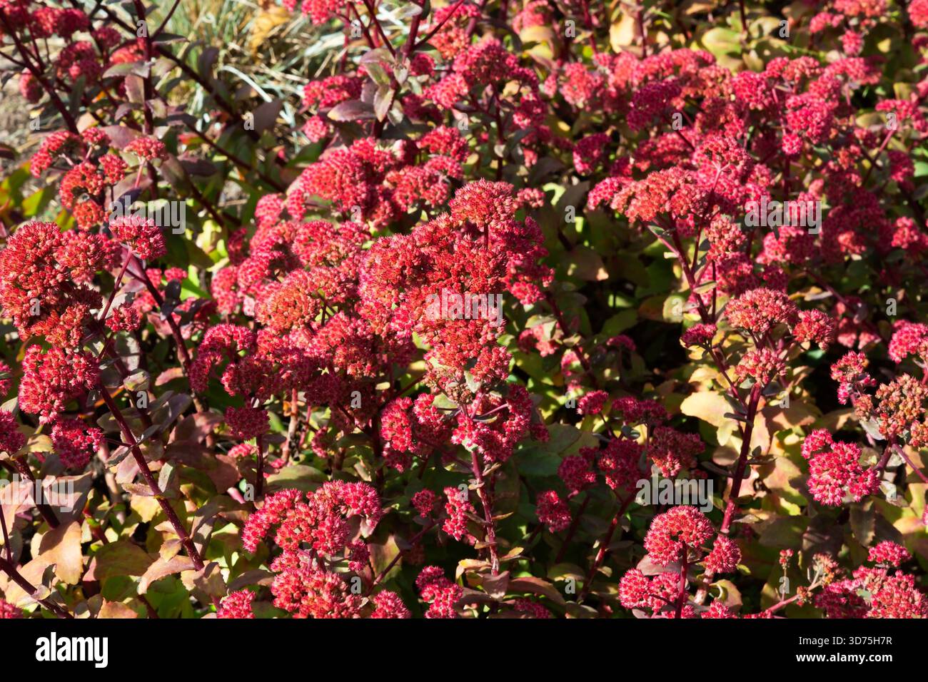 Hylotelephium 'Red Cauli' - Stonecrop in late summer. Stock Photo