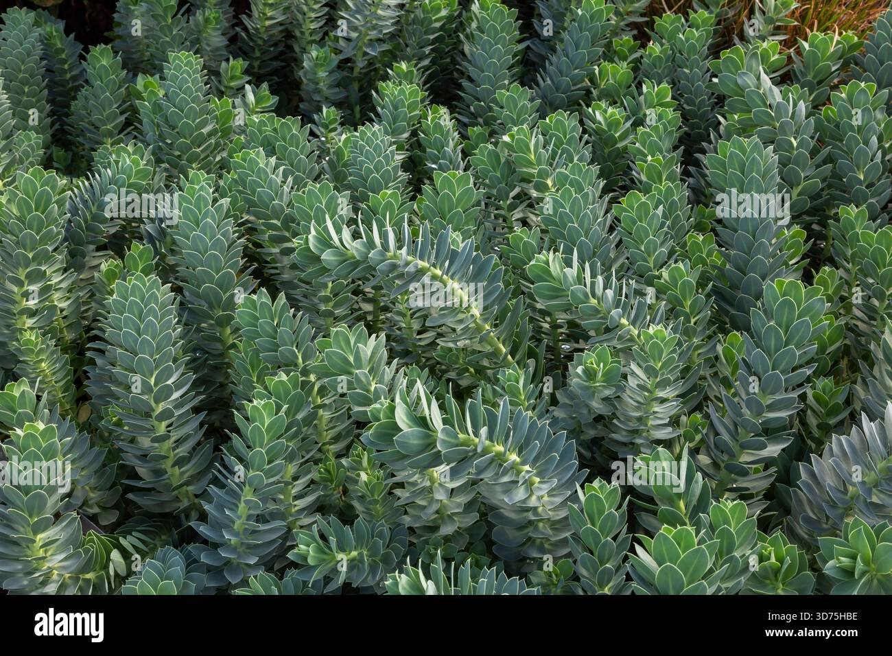 Euphorbia myrsinites - Myrtle Spurge in late summer. Stock Photo